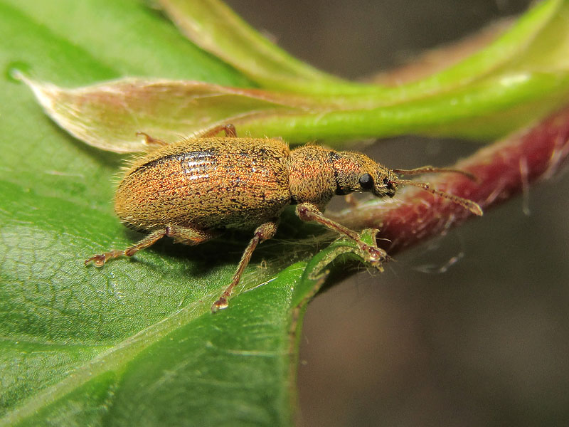 Curculionidae: Polydrusus (?) due